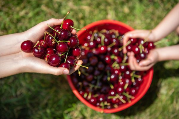 Hands hold handfuls of cherries above a red bowl full of cherries