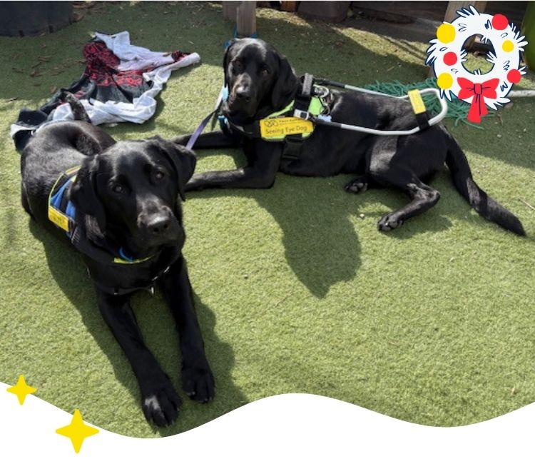 Two black labradors wearing Seeing Eye Dogs harnesses lay on the grass