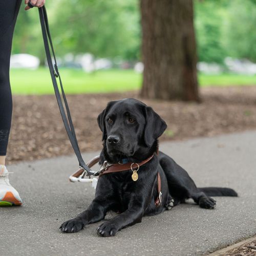 Black labrador lying on a pathway