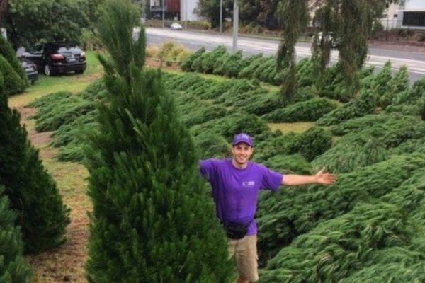 Man in purple shirt holds a real christmas tree among a bunch of christmas trees